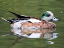 American Wigeon (WWT Slimbridge July 2013) - pic by Nigel Key